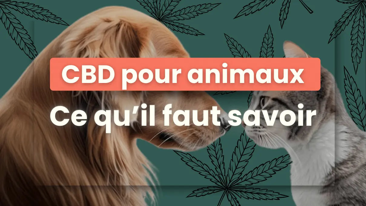 CBD-pour-animaux-ce-qu-il-faut-savoir Friend'iz