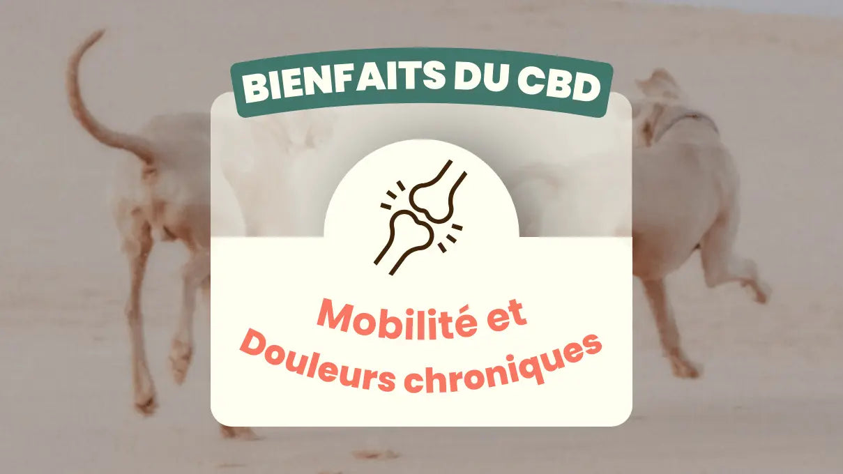Bienfaits-du-CBD-douleurs-chroniques-et-mobilité Friend'iz