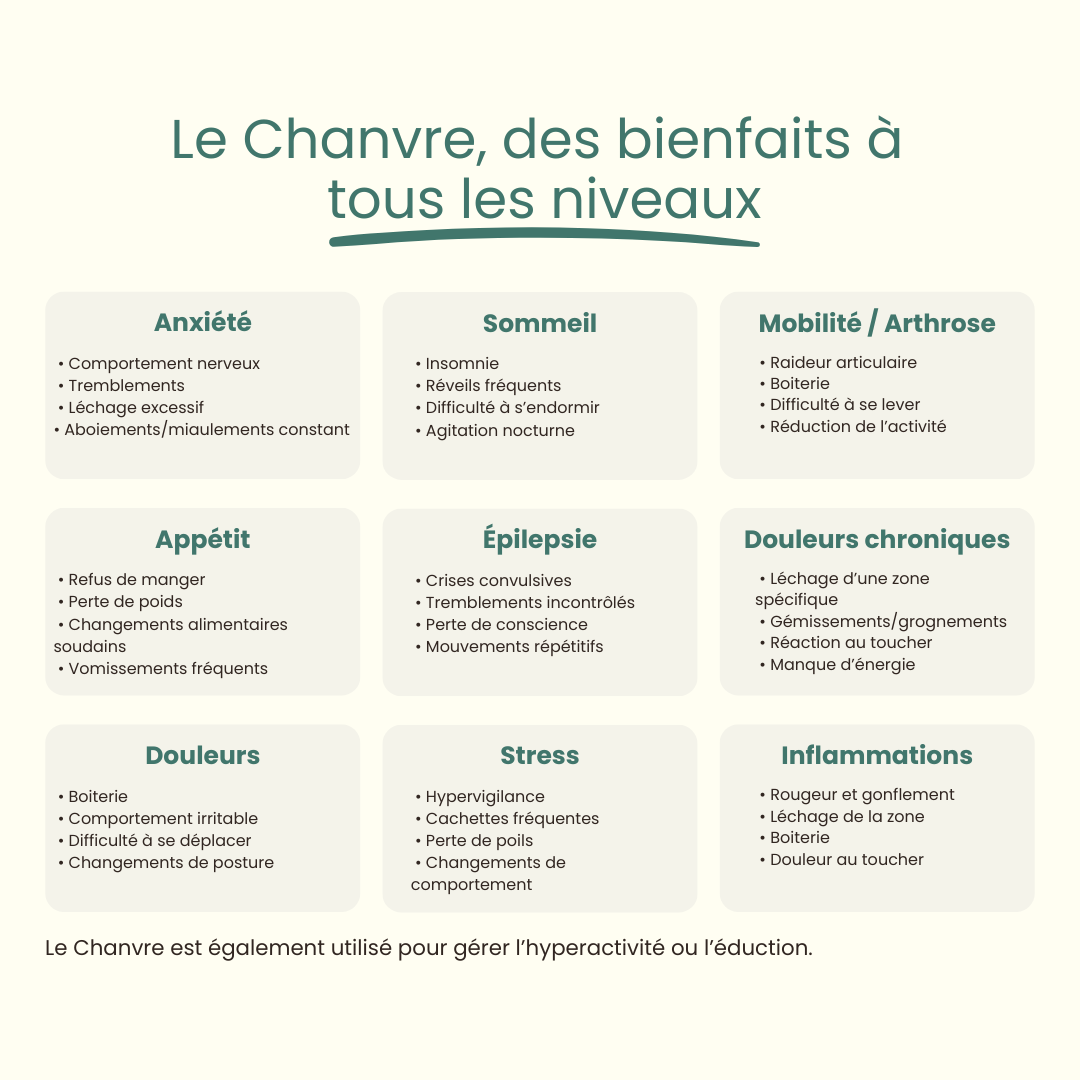 Huile de chanvre / Grand chien